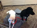 fetch dogs